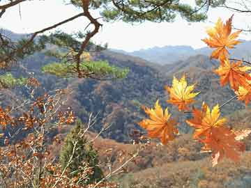 在糖花视频中探寻真实与虚构的界限